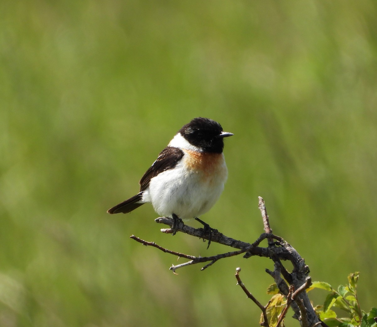 Siberian Stonechat (Siberian) - ML619978500