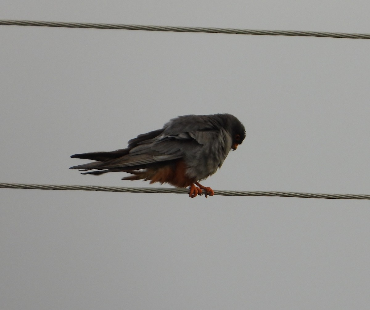 Red-footed Falcon - ML619978506