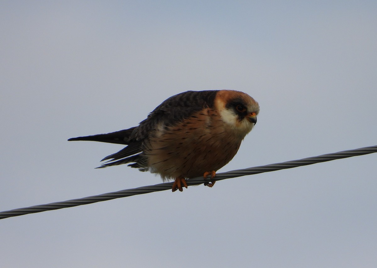 Red-footed Falcon - ML619978507