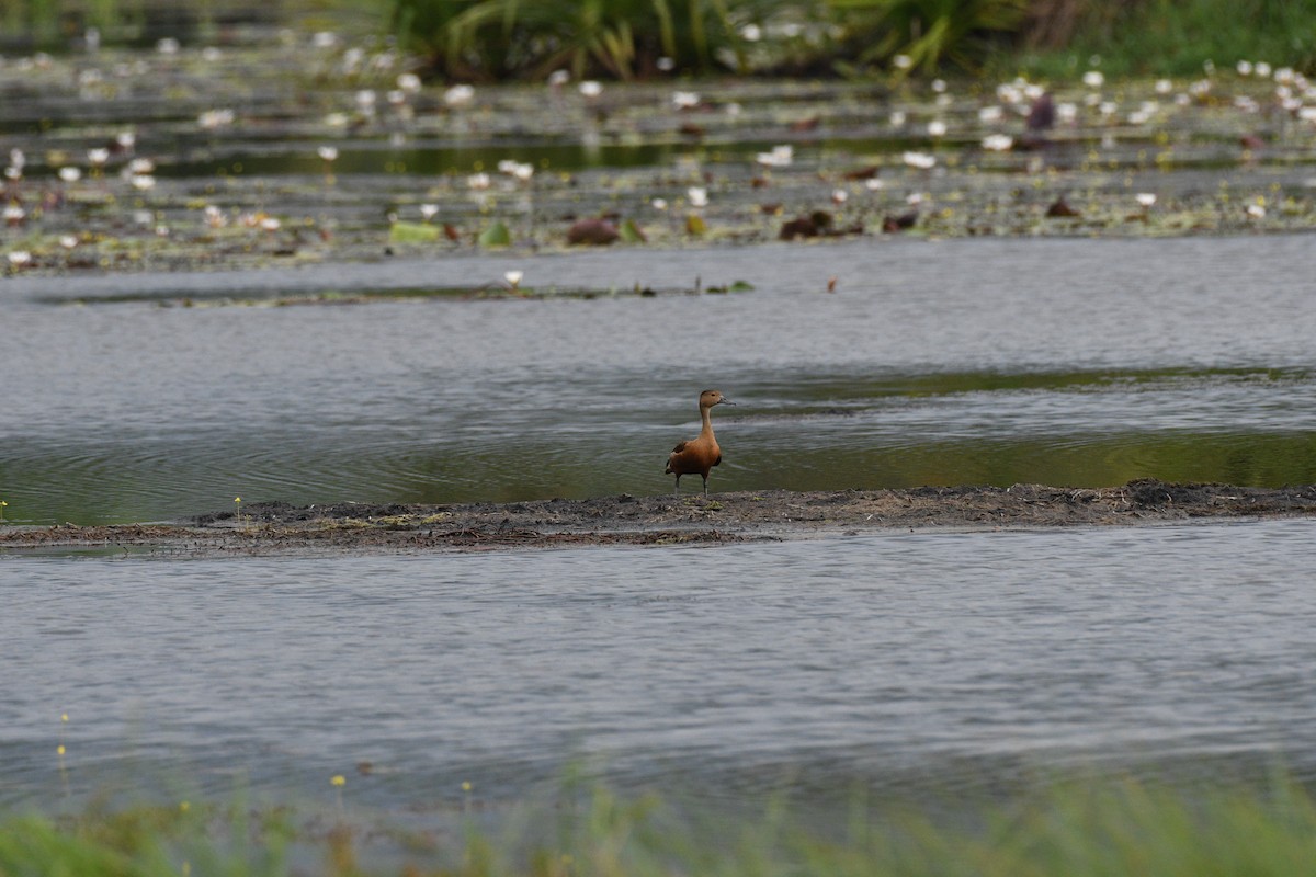 Lesser Whistling-Duck - ML619978515