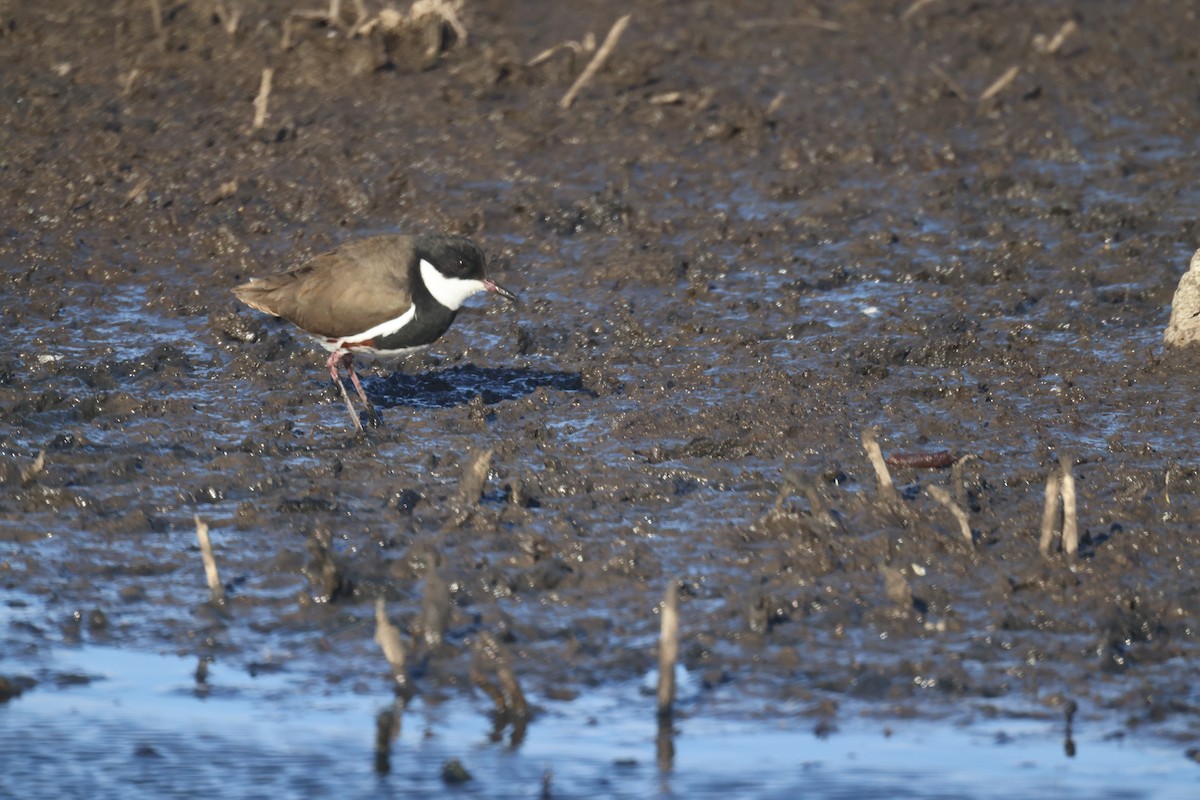 Red-kneed Dotterel - ML619978549