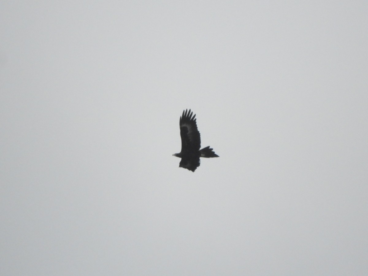 Wedge-tailed Eagle - ML619978557
