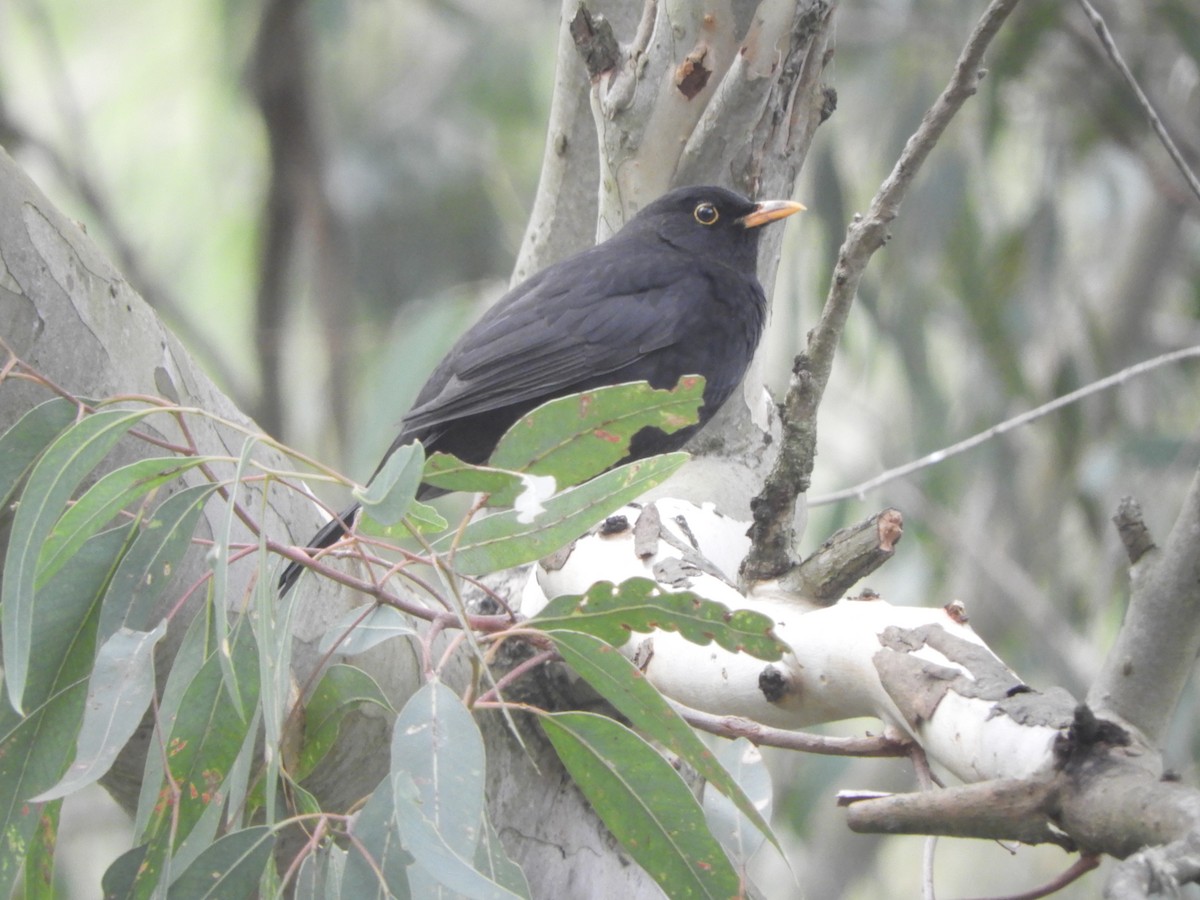 Eurasian Blackbird - ML619978573