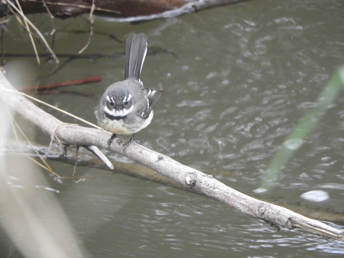 Gray Fantail - ML619978585