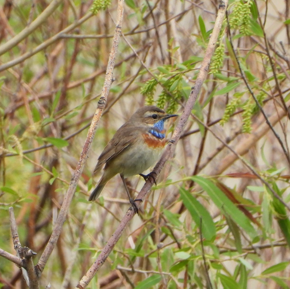 Bluethroat (Red-spotted) - ML619978626
