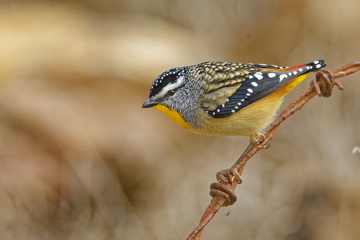 Spotted Pardalote - ML619978627