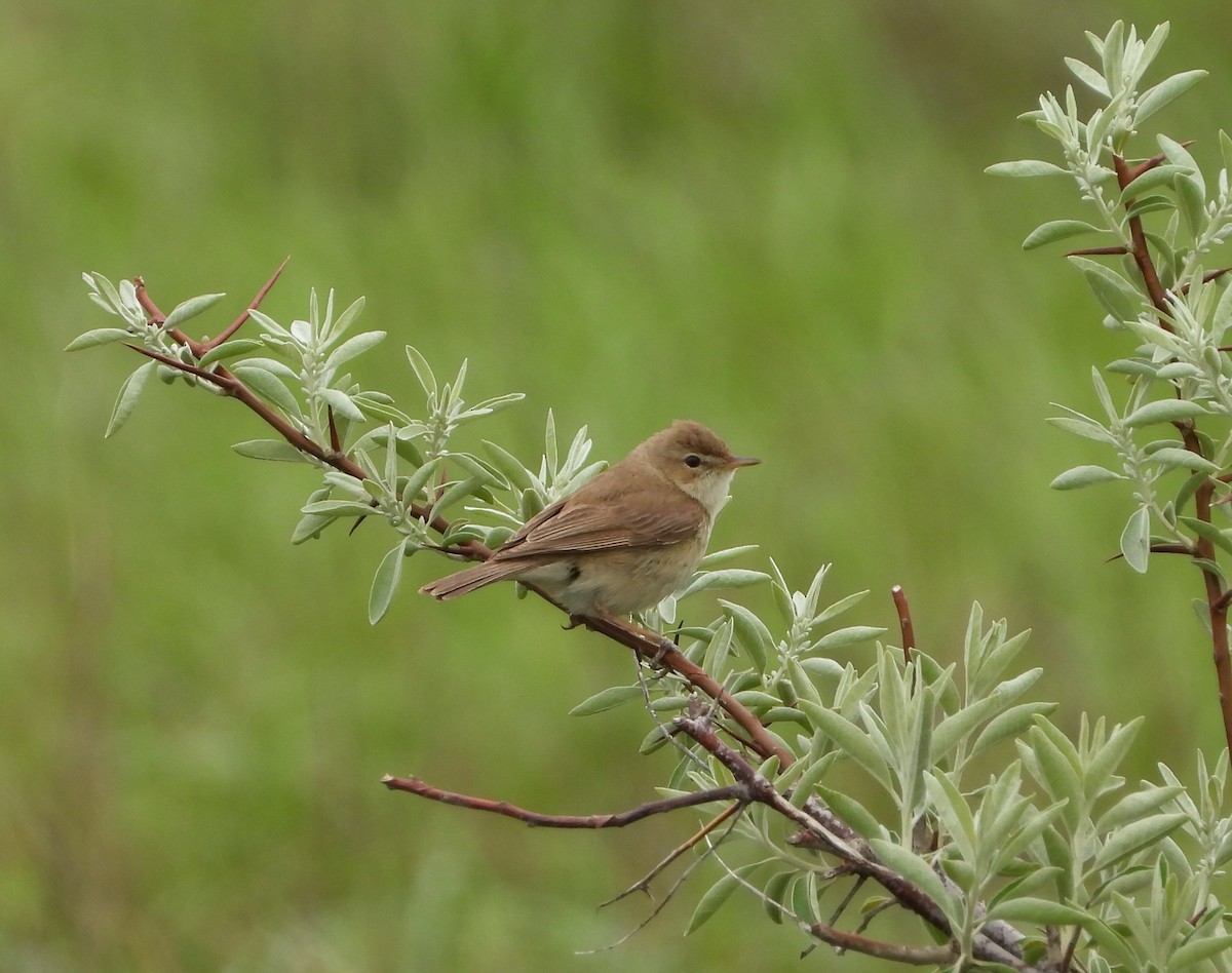 Booted Warbler - ML619978642