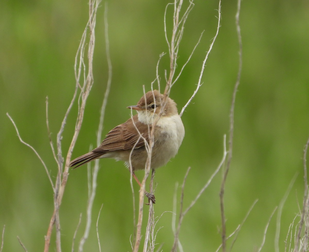 Booted Warbler - ML619978643
