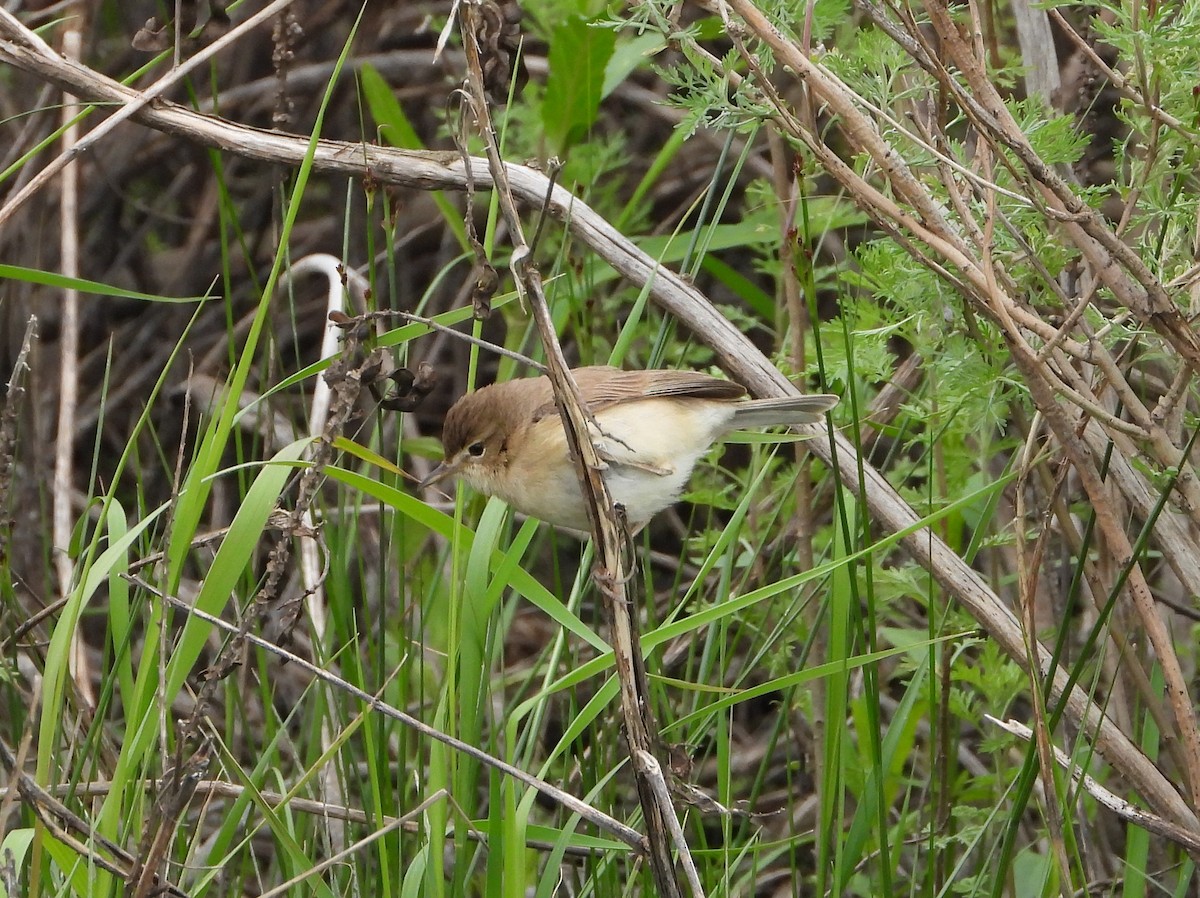 Booted Warbler - ML619978644