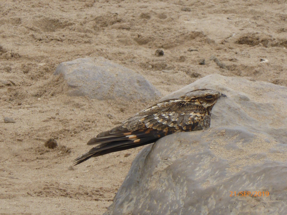 Rufous-cheeked Nightjar - ML619978646