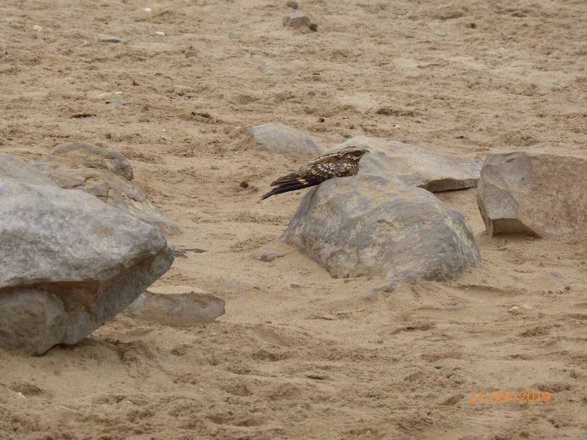 Rufous-cheeked Nightjar - ML619978647