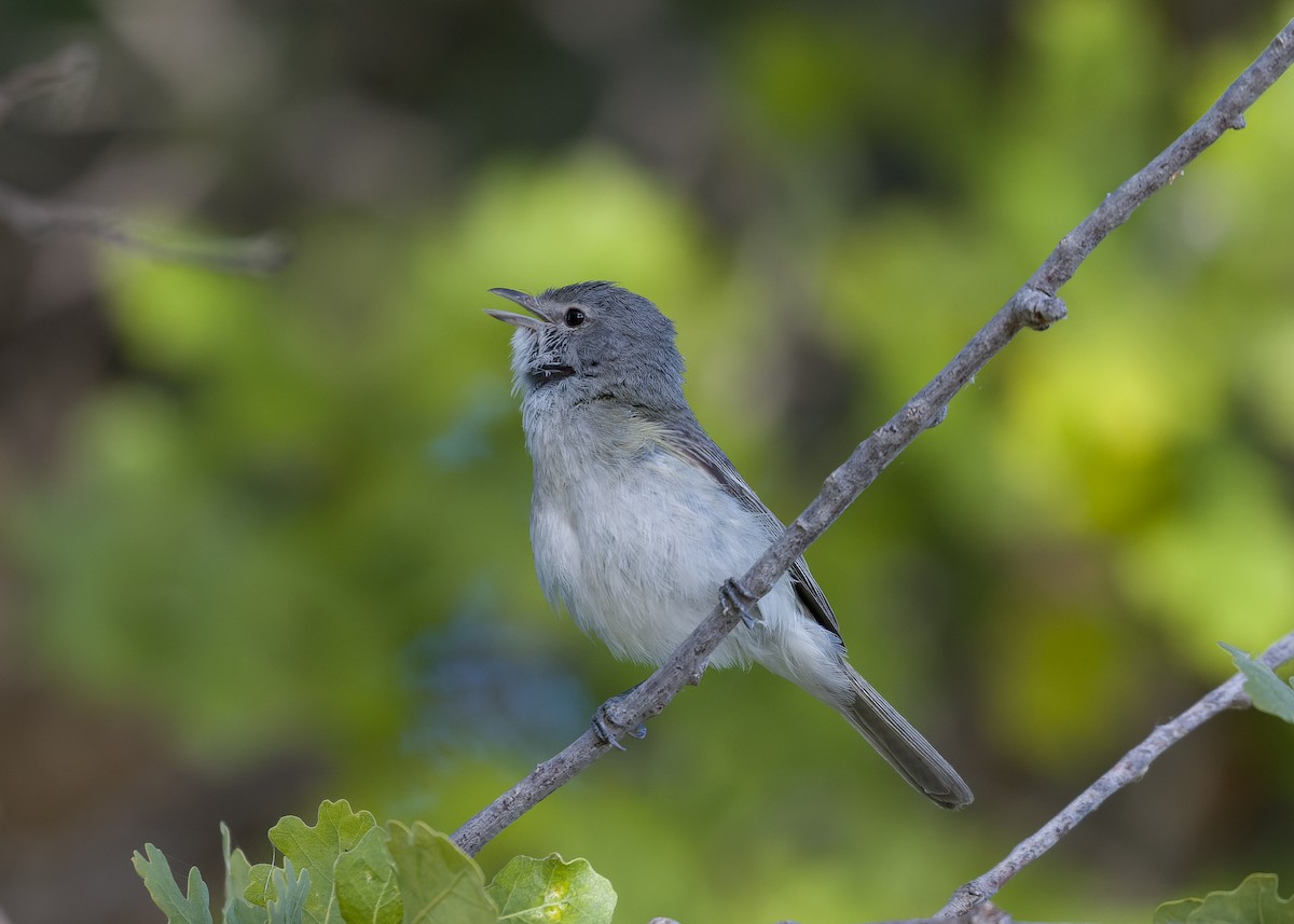 Braunaugenvireo (pusillus) - ML619978656