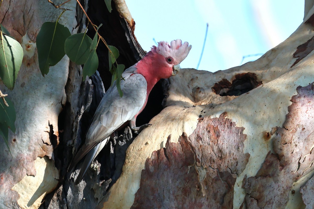 kakadu růžový - ML619978661