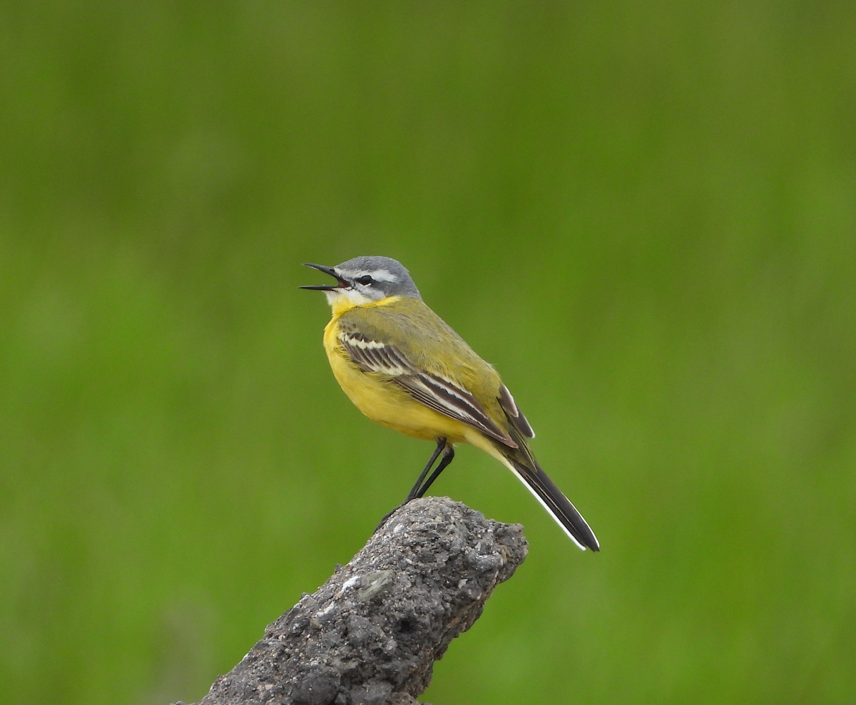 Western Yellow Wagtail (flava/beema) - ML619978665