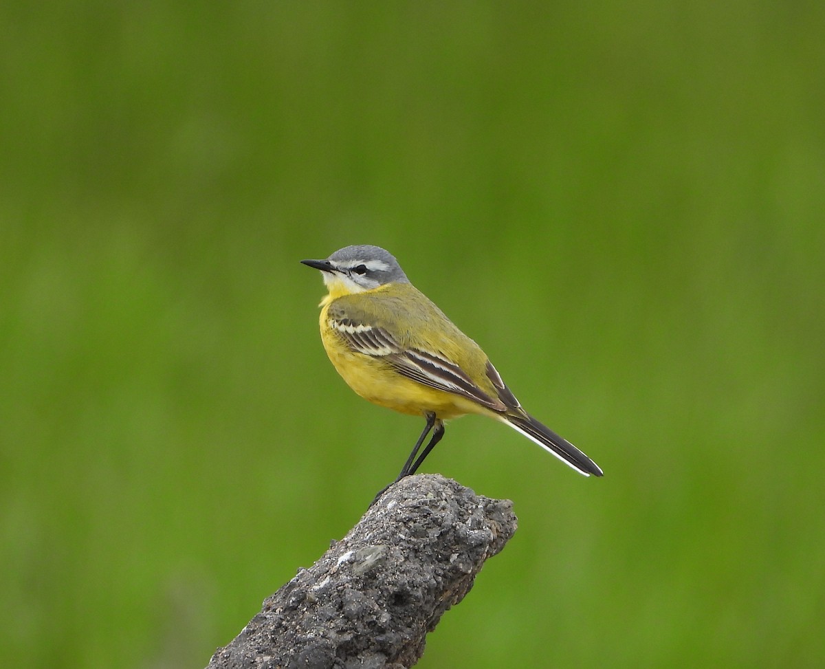 Western Yellow Wagtail (flava/beema) - ML619978666