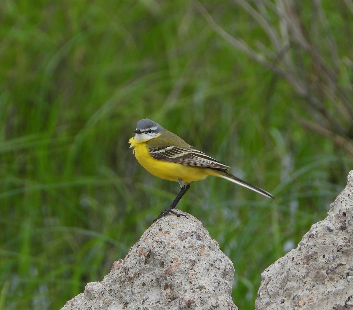 Western Yellow Wagtail (flava/beema) - ML619978667