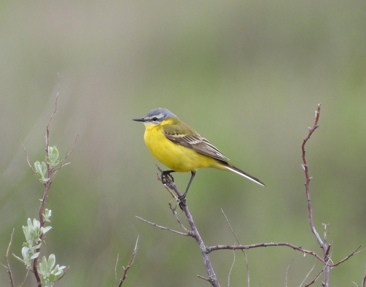 Western Yellow Wagtail (flava/beema) - ML619978668