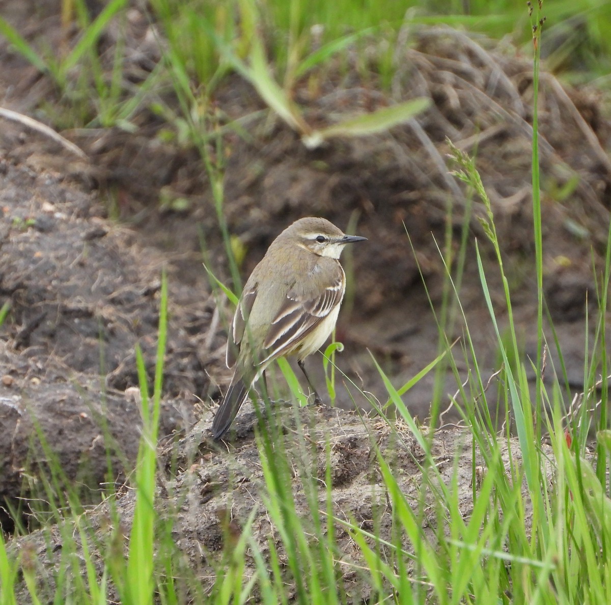 Western Yellow Wagtail (flava/beema) - ML619978669