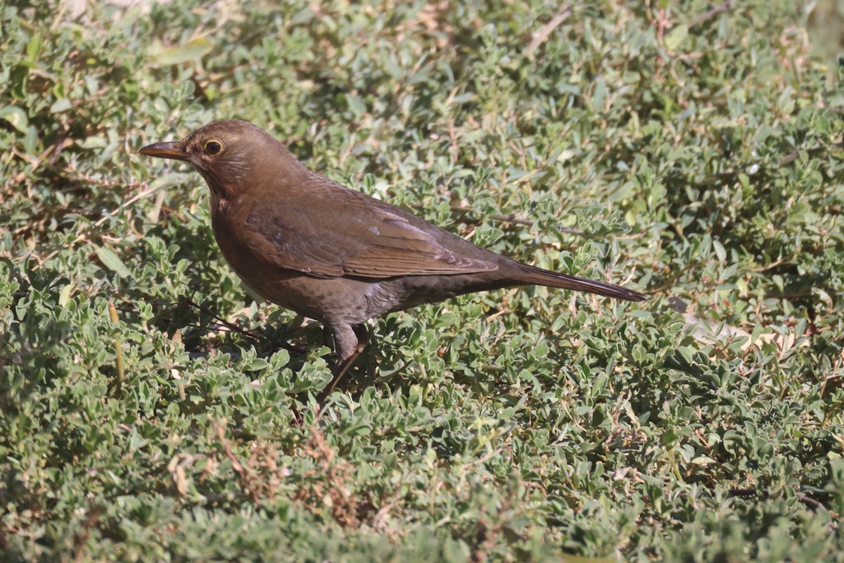 Eurasian Blackbird - ML619978688