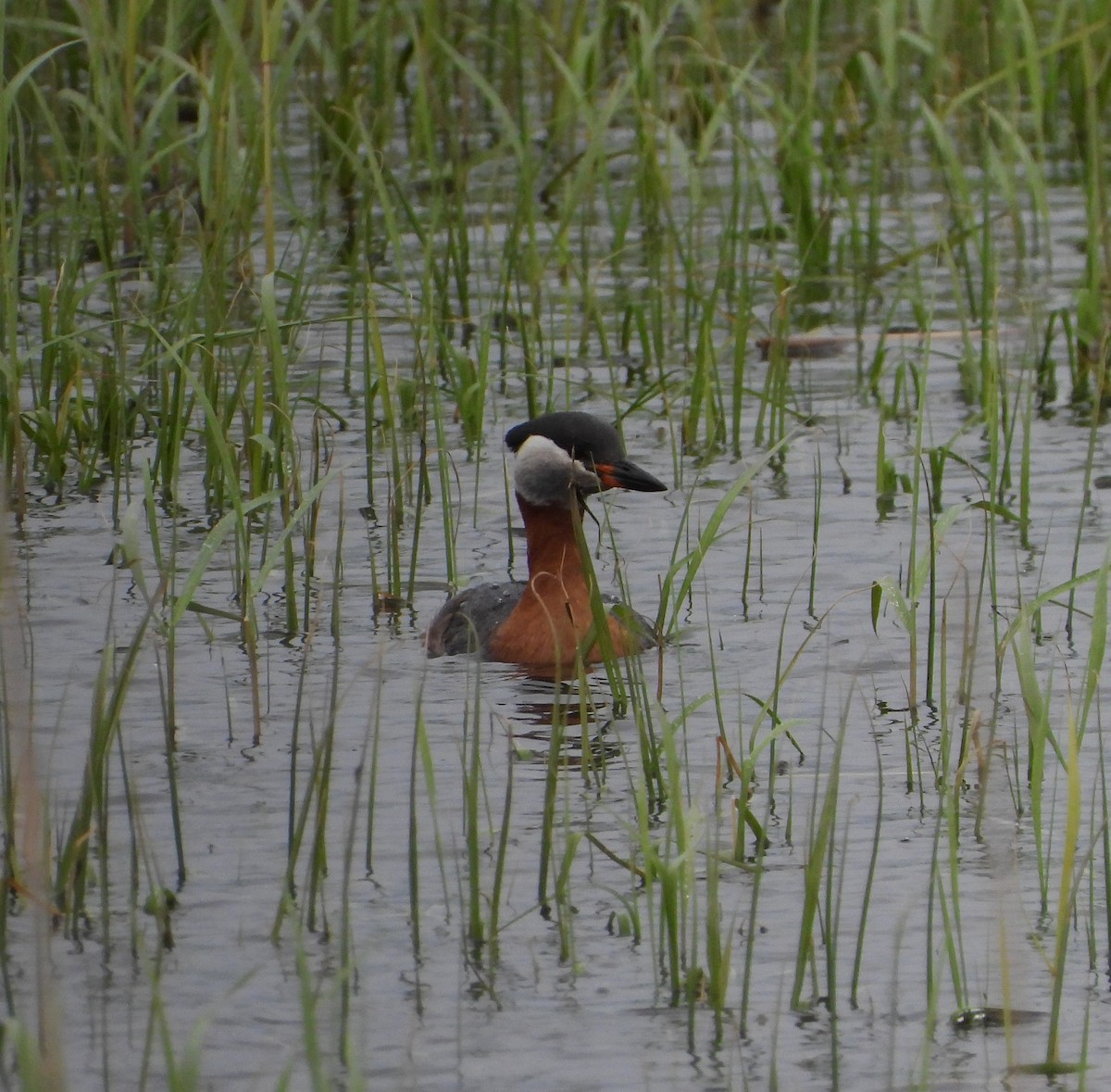 Red-necked Grebe - ML619978689