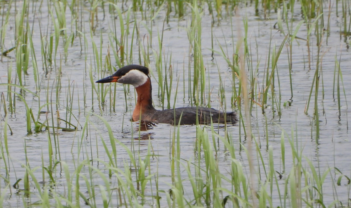 Red-necked Grebe - ML619978690