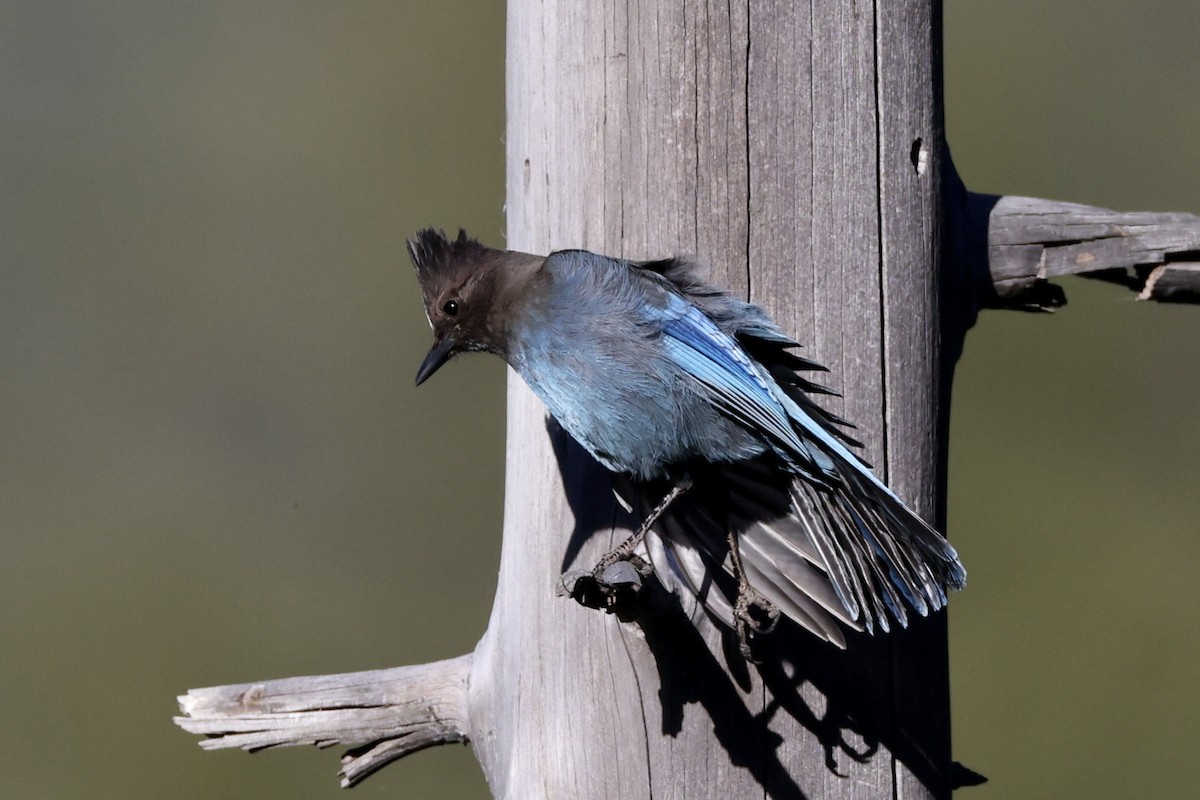 Steller's Jay - ML619978691