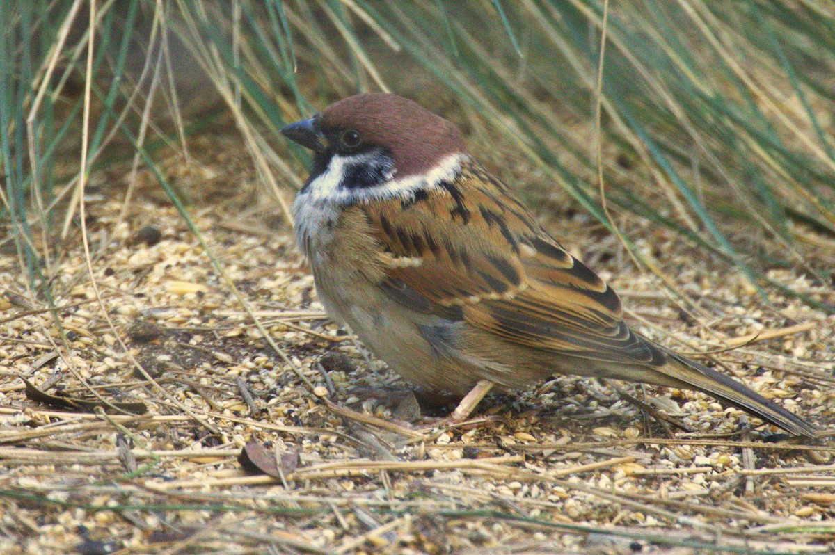 Eurasian Tree Sparrow - ML619978692