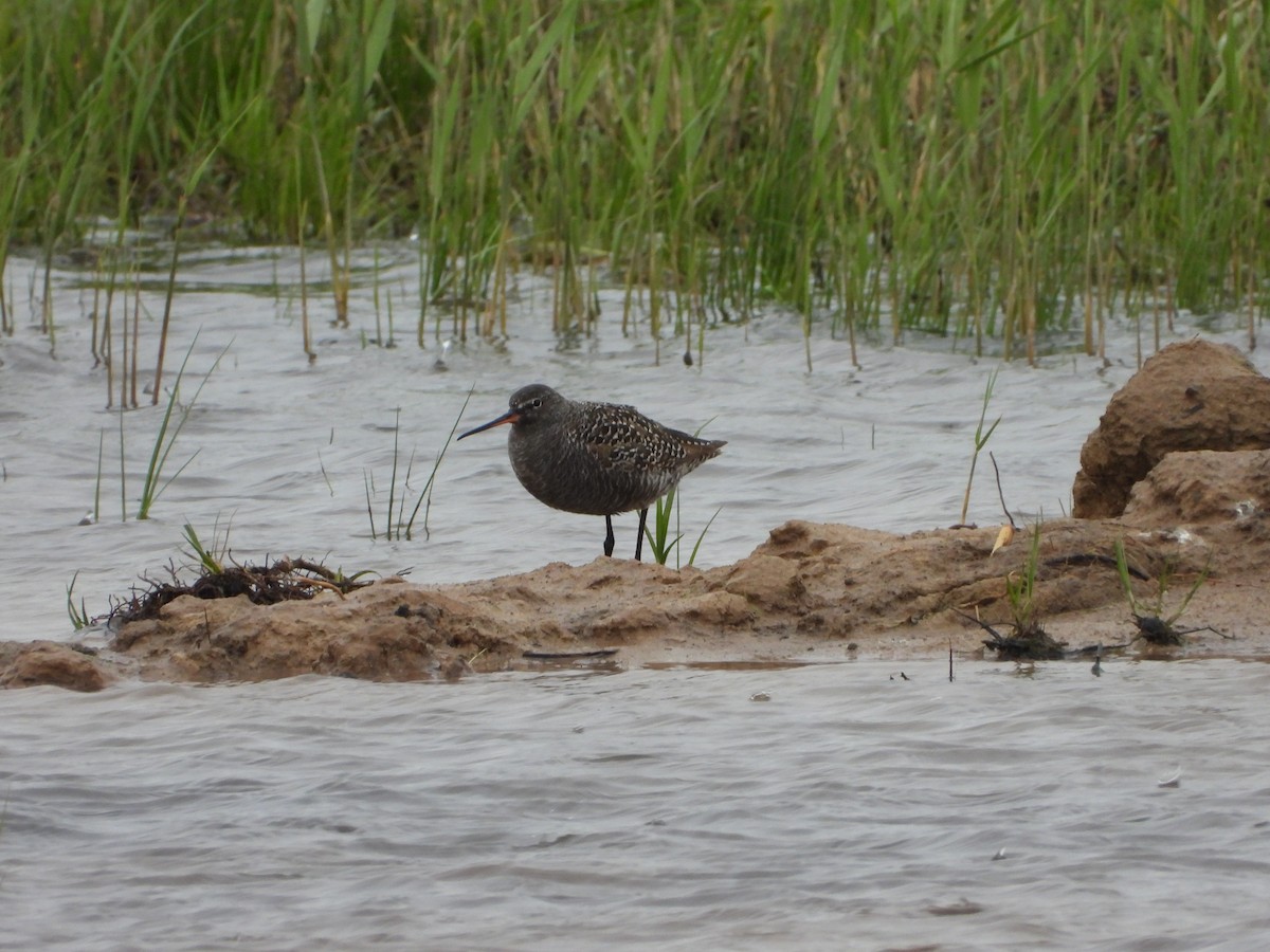 Spotted Redshank - ML619978695