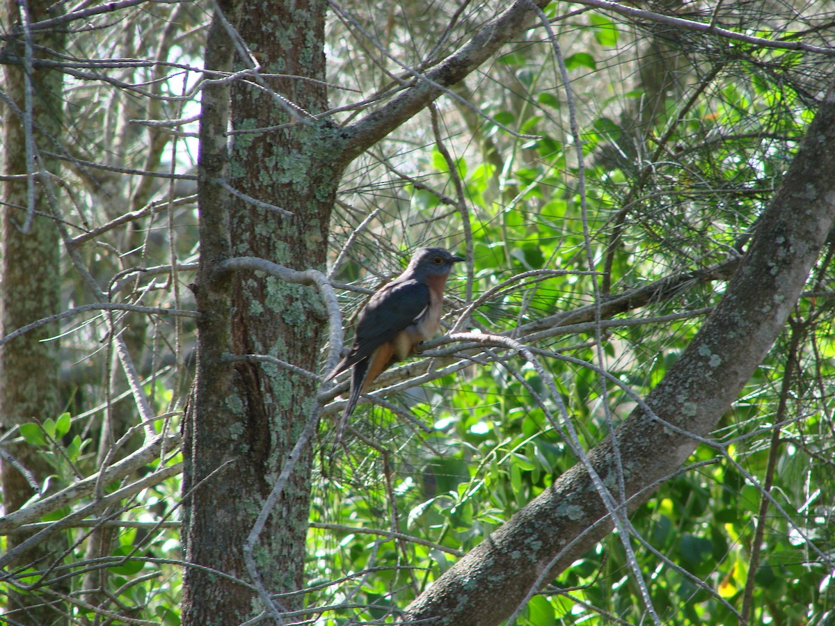 Fan-tailed Cuckoo - ML619978707