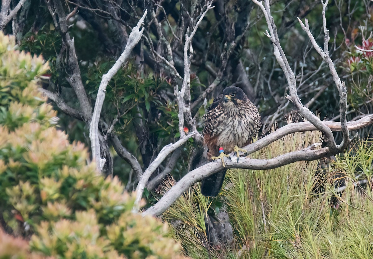 New Zealand Falcon - ML619978708