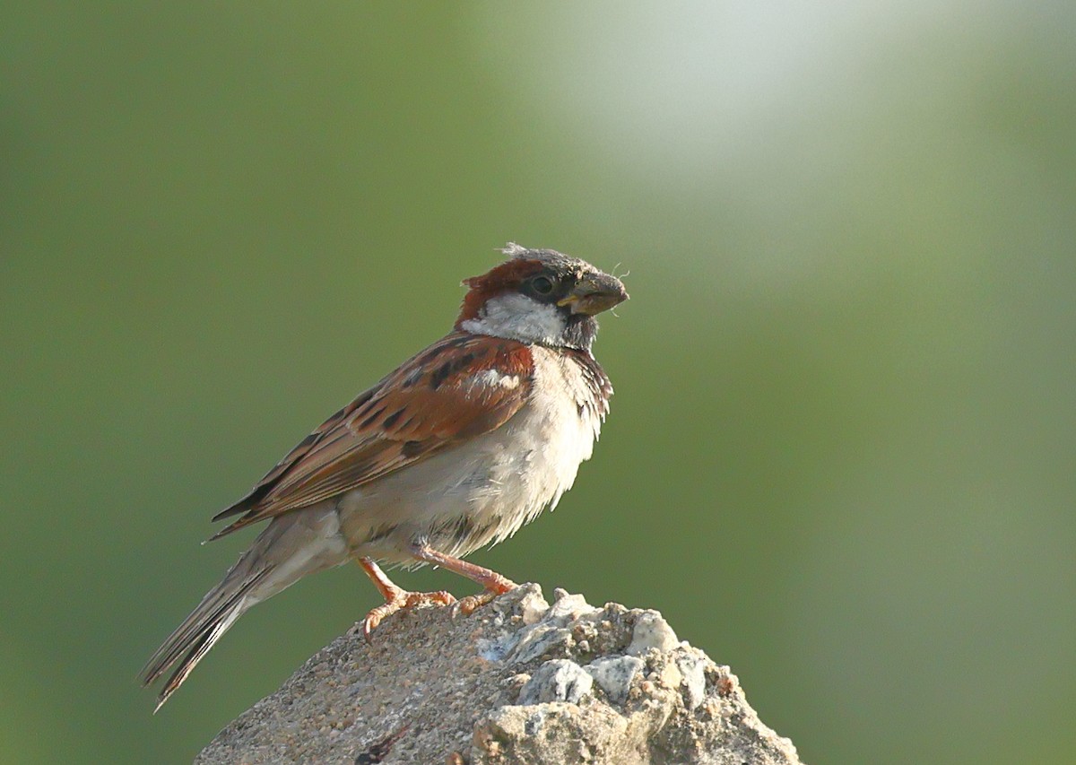 House Sparrow - ML619978710