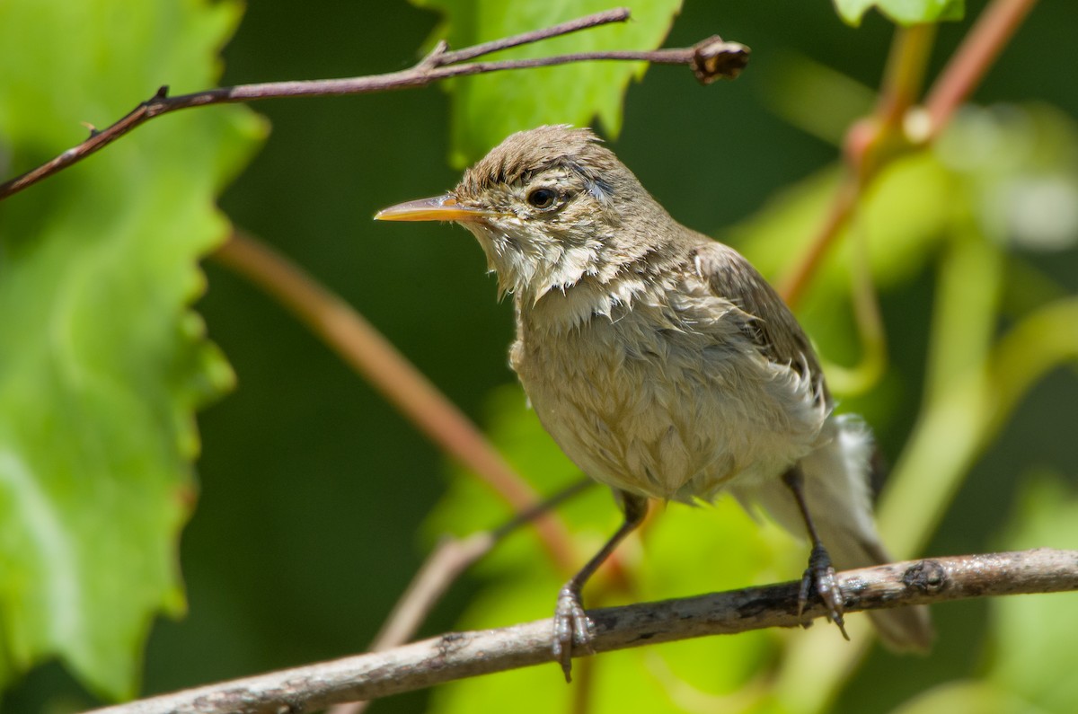 Greater Whitethroat - ML619978734