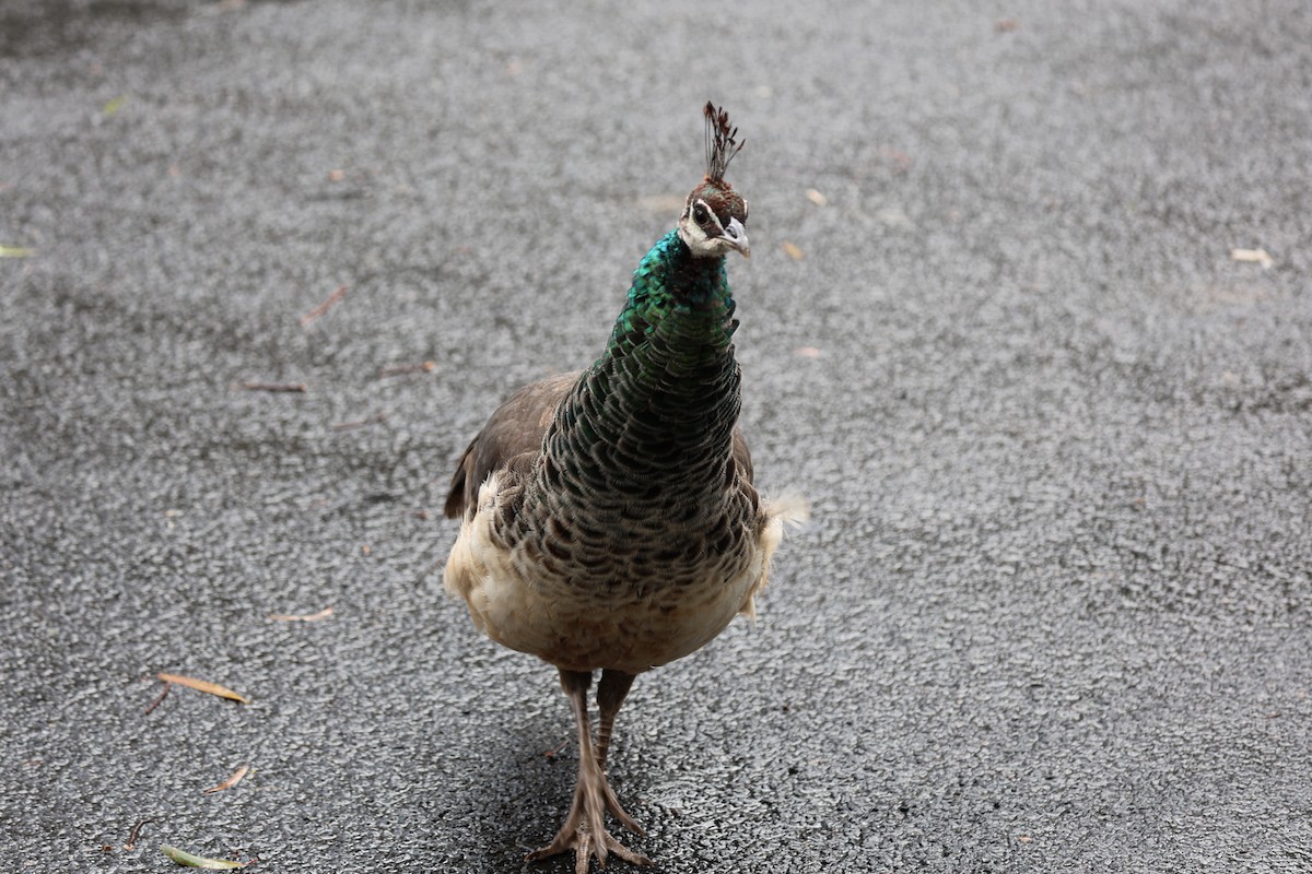 Indian Peafowl - ML619978755