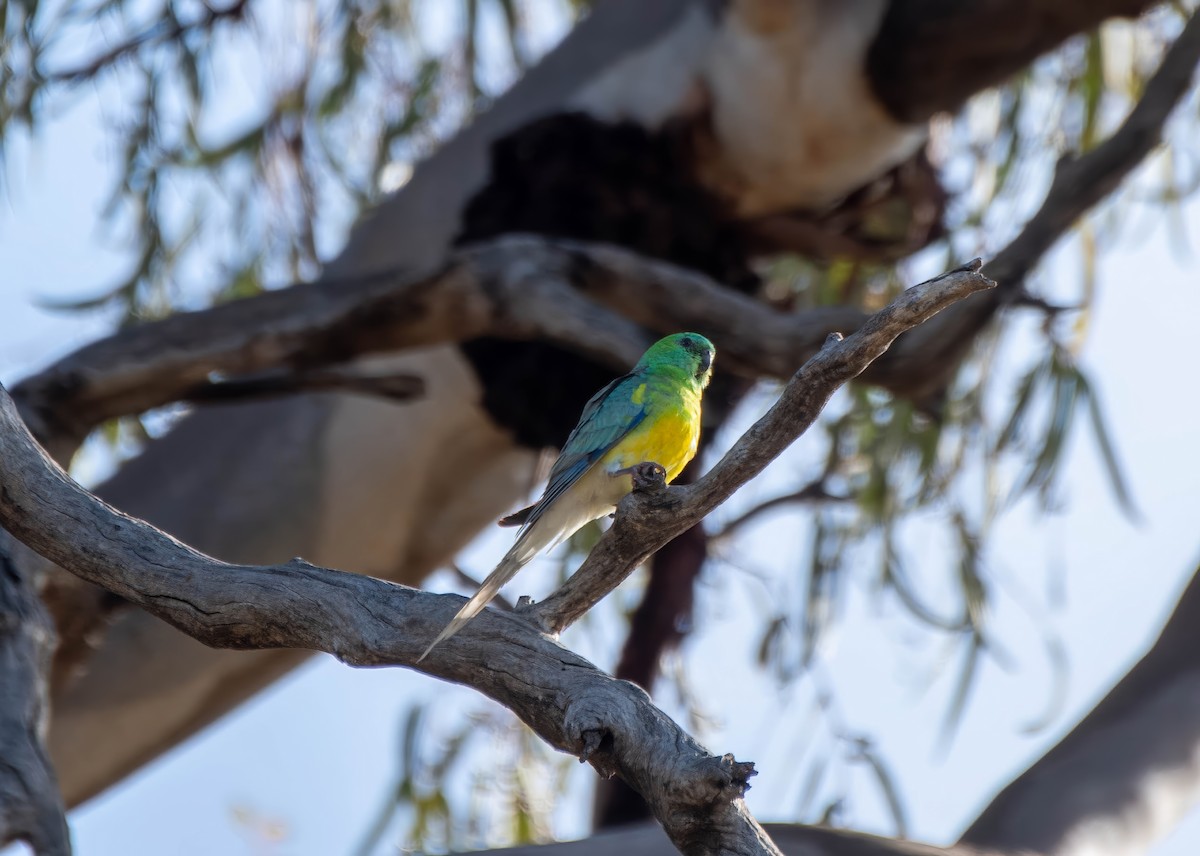 Red-rumped Parrot - ML619978756