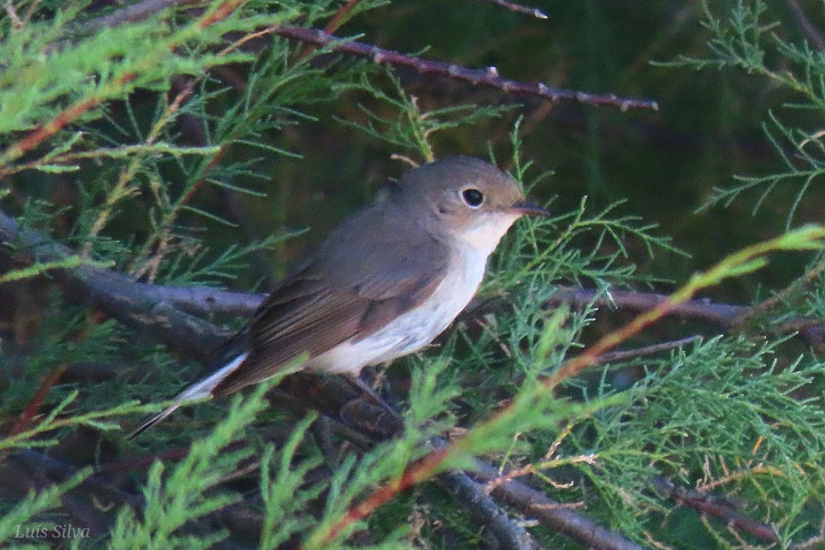 Red-breasted Flycatcher - ML619978759