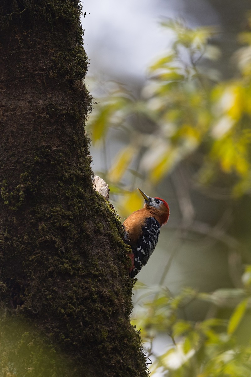 Rufous-bellied Woodpecker - ML619978763