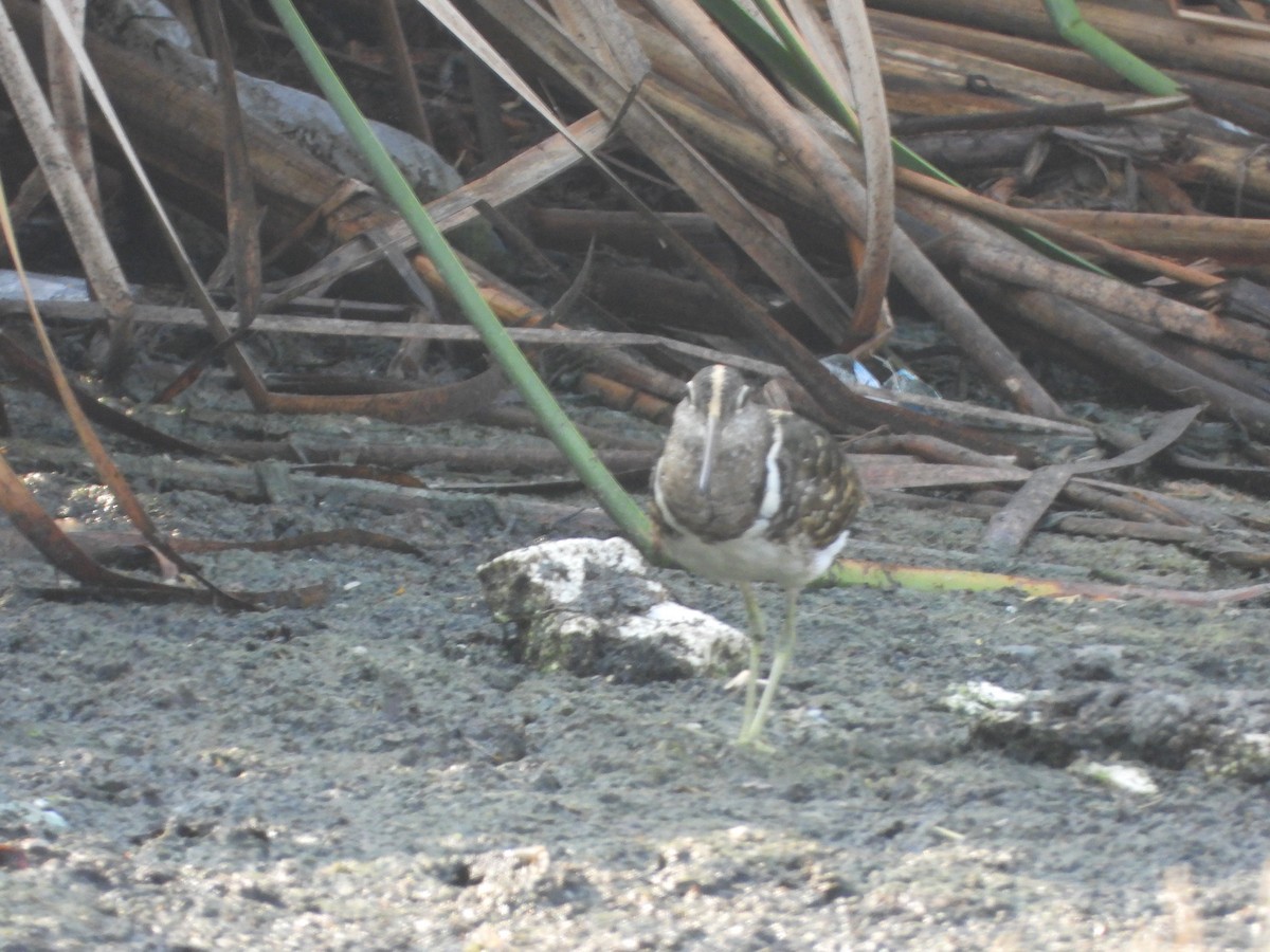 Greater Painted-Snipe - ML619978767