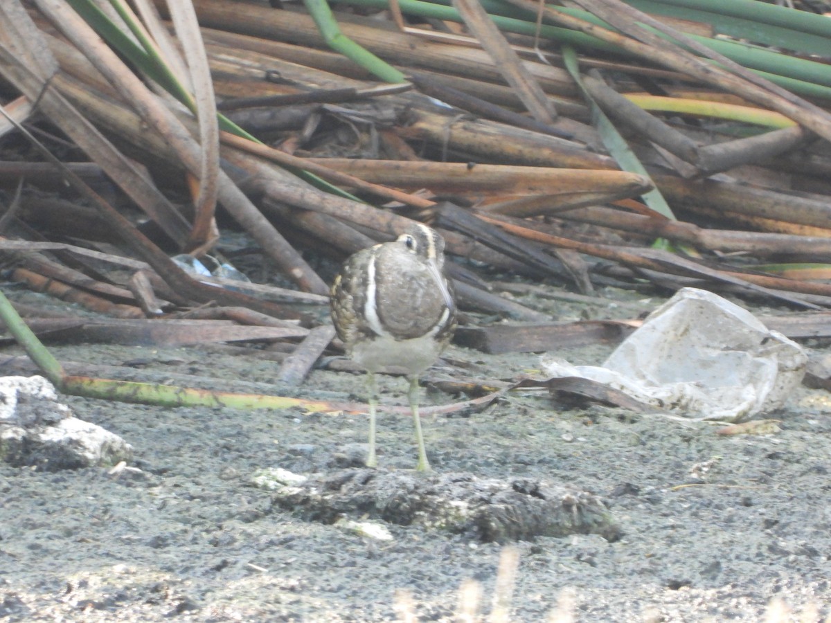 Greater Painted-Snipe - ML619978768