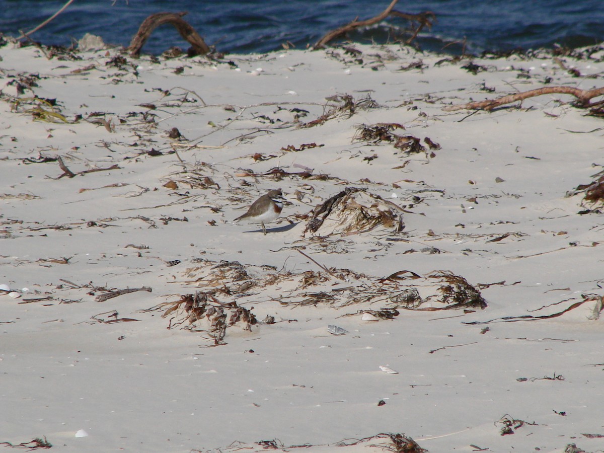 Double-banded Plover - ML619978803