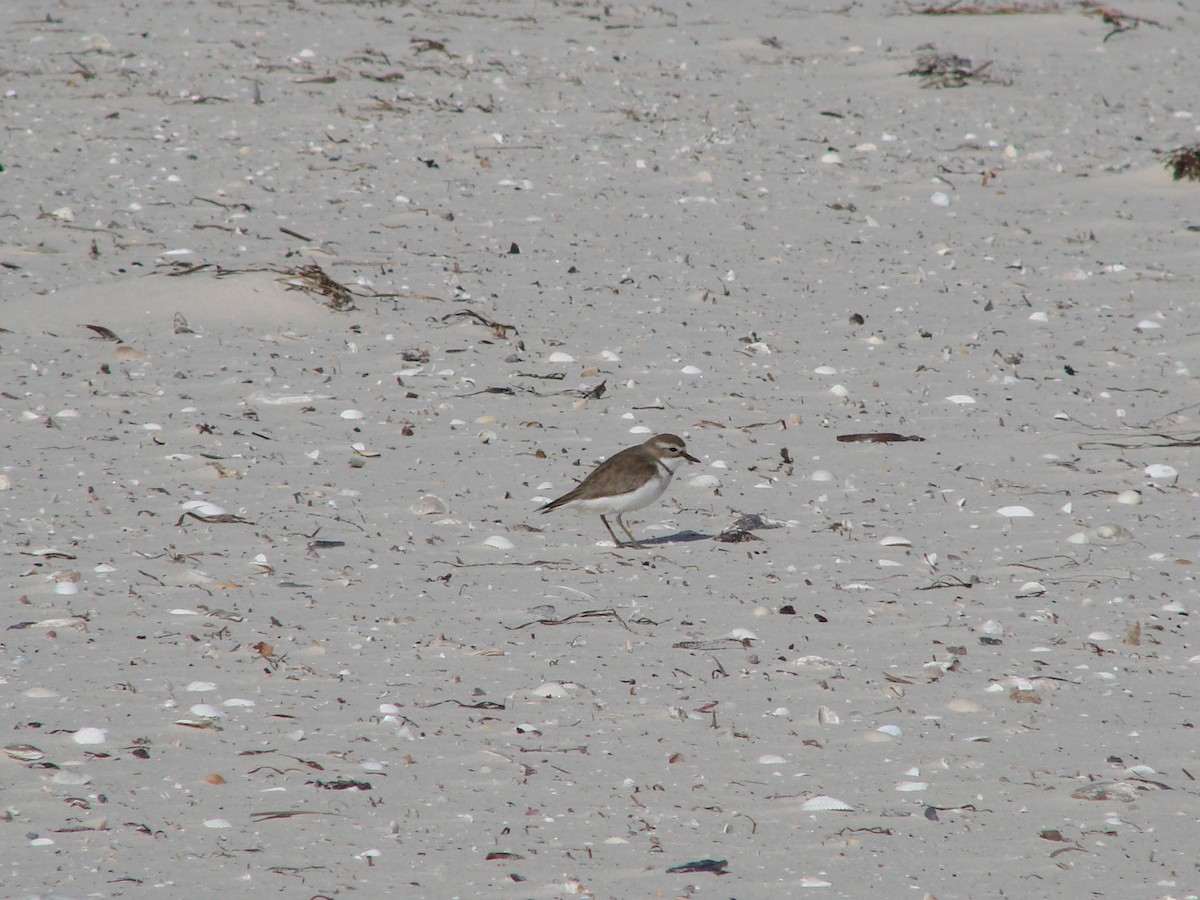 Double-banded Plover - ML619978804