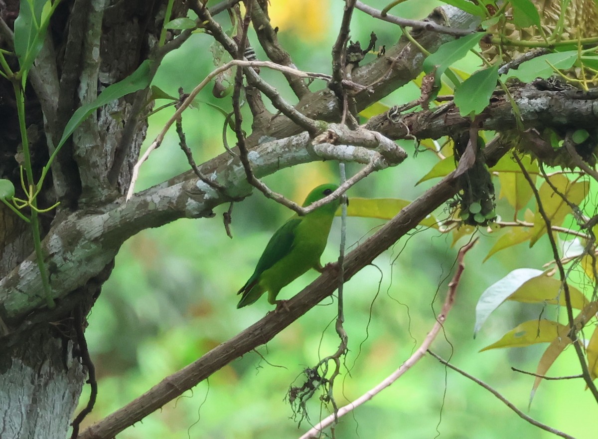 Blue-crowned Hanging-Parrot - ML619978816