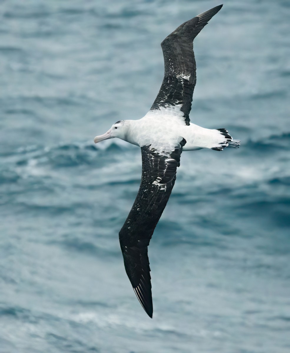 Albatros de las Antípodas (antipodensis) - ML619978817