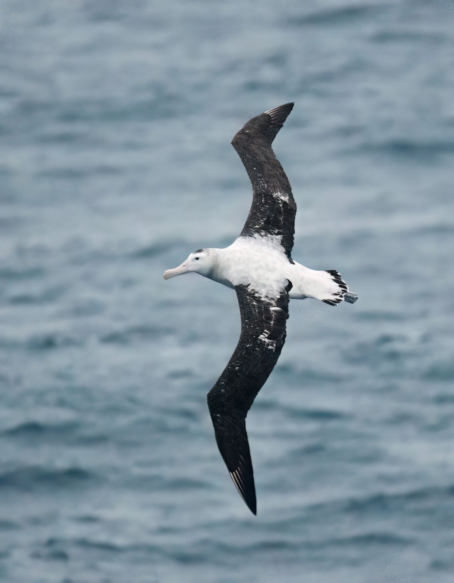 Albatros de las Antípodas (antipodensis) - ML619978818