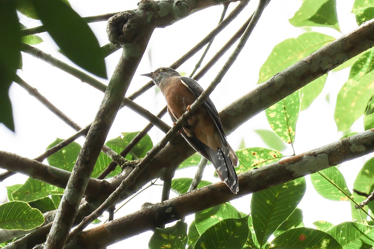Brush Cuckoo (Sunda) - ML619978849