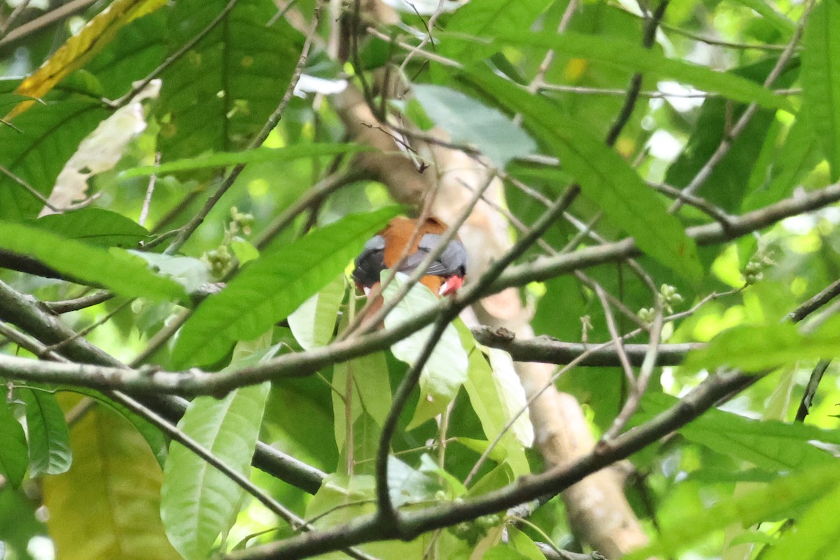 trogon obojkový - ML619978852