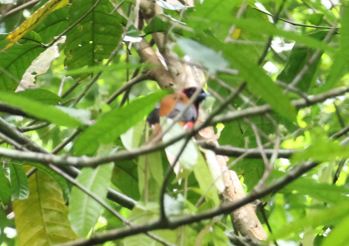 Trogon de Diard - ML619978855