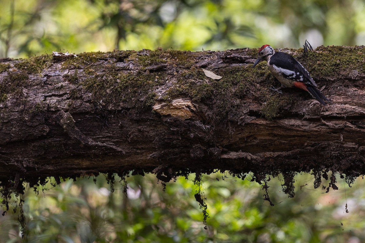 Himalayan Woodpecker - ML619978866