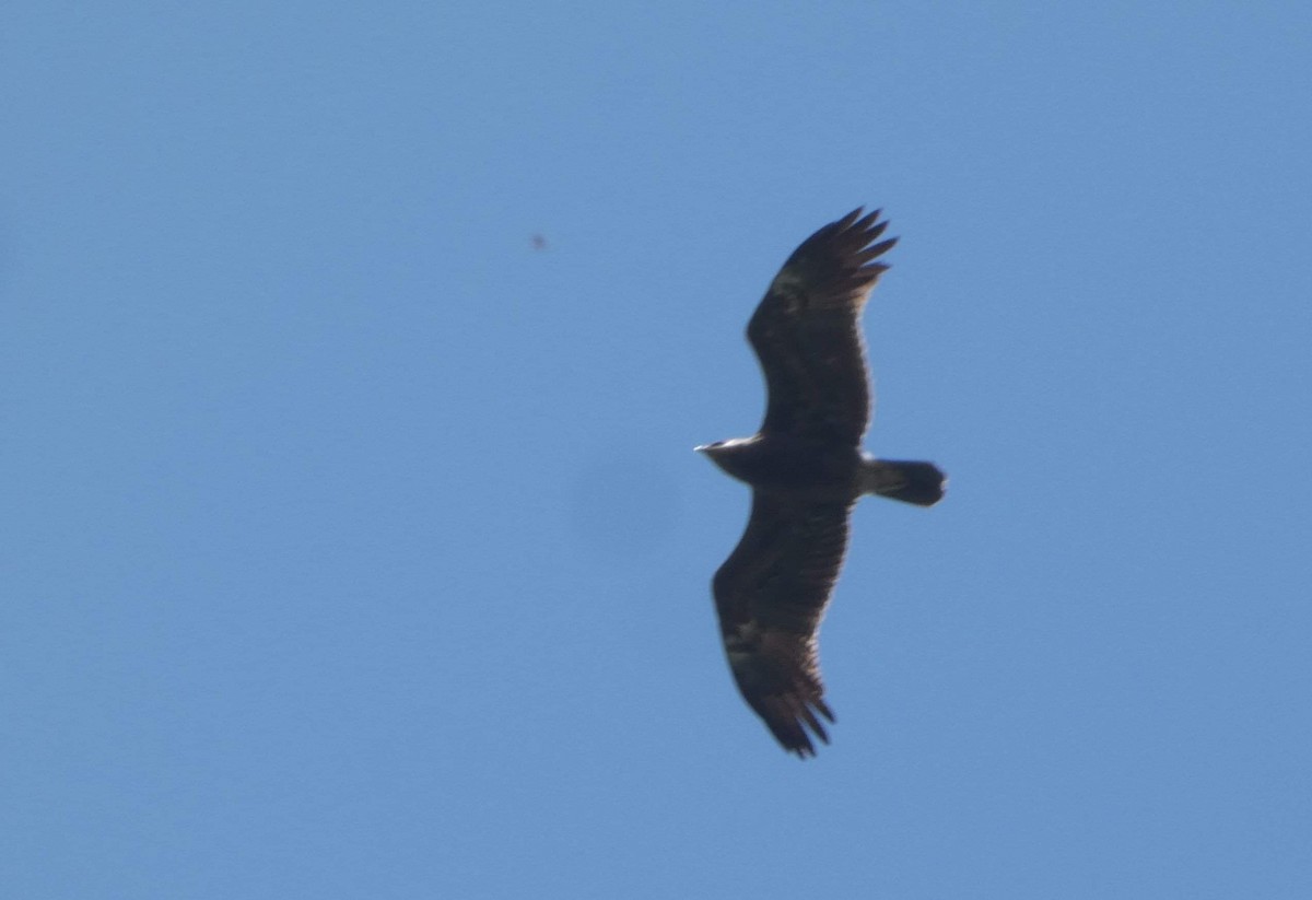 Lesser Spotted Eagle - ML619978868