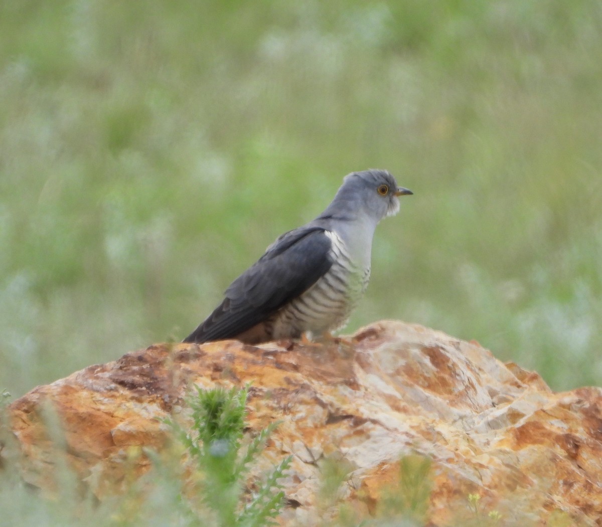 Common Cuckoo - ML619978887