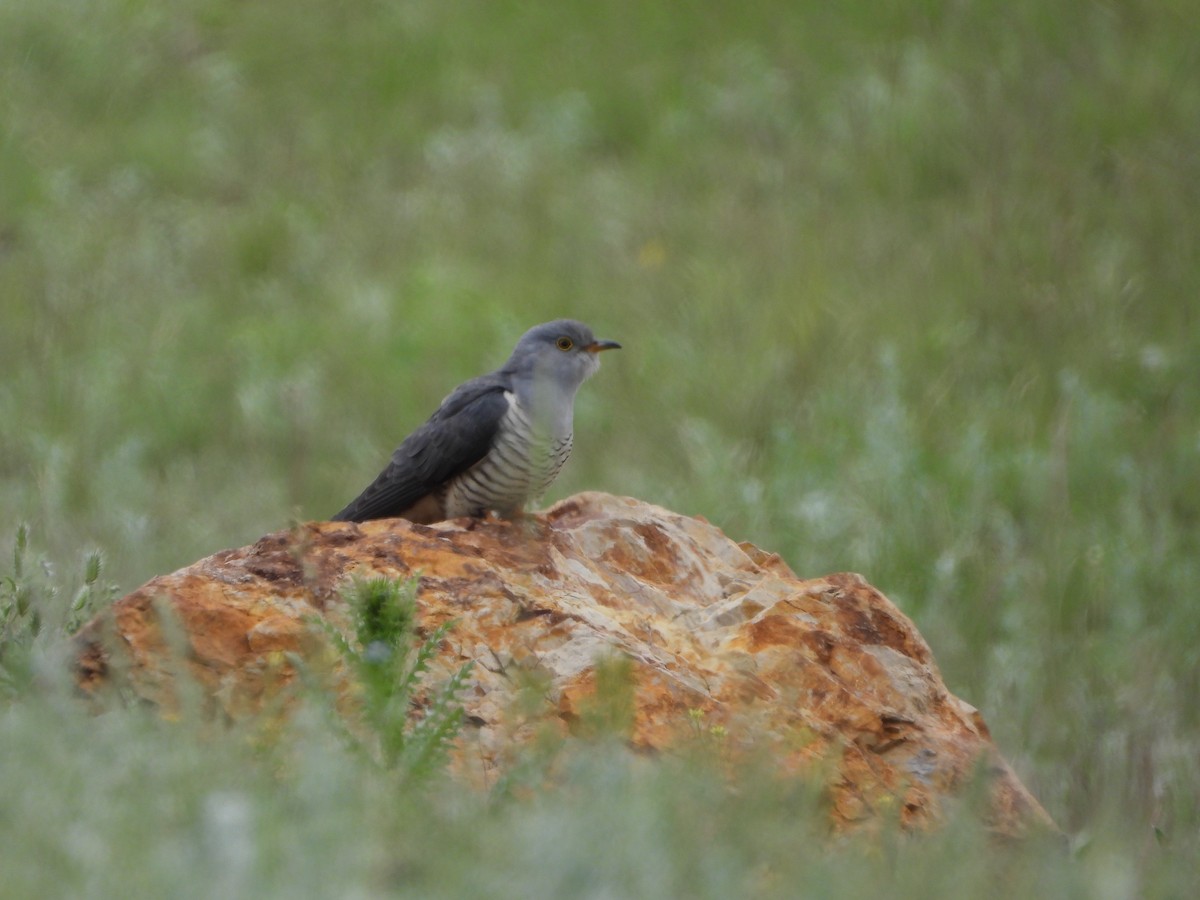 Common Cuckoo - ML619978892